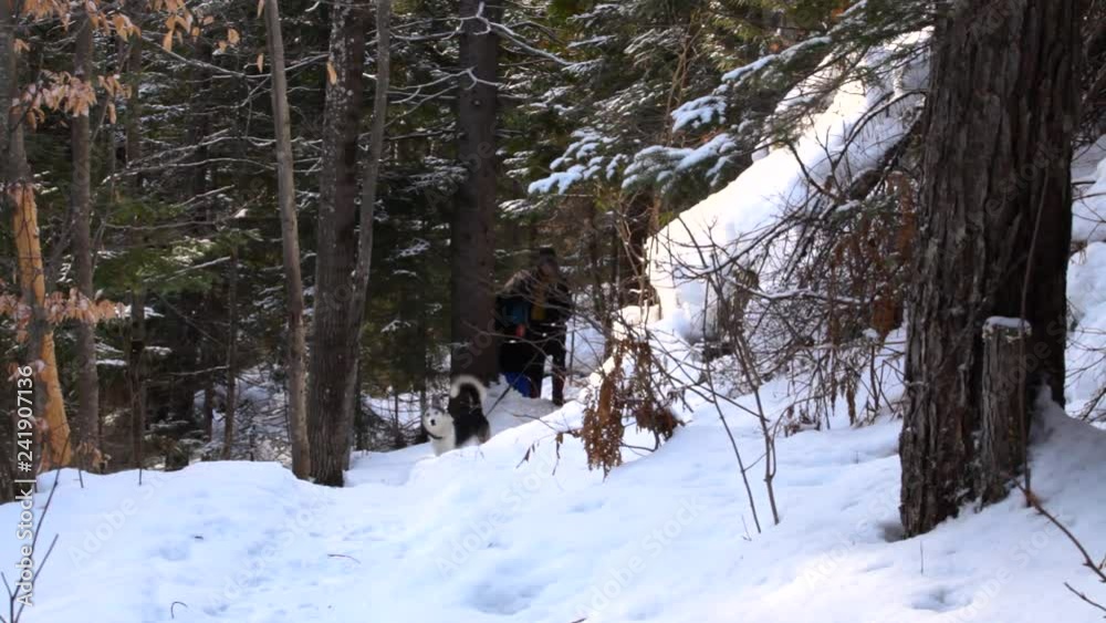 Two women walking in forest with a dog. Old woman and younger girl walking in the forest with alaskan husky dog in wintertime - fixed angle