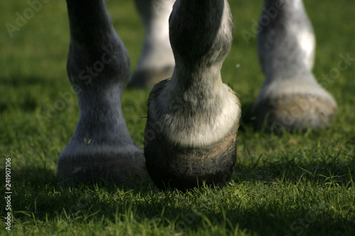 moving hooves on grass close up photo