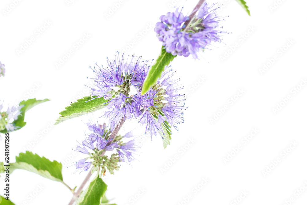 Naklejka premium Orchid/Autumn Purple Flower