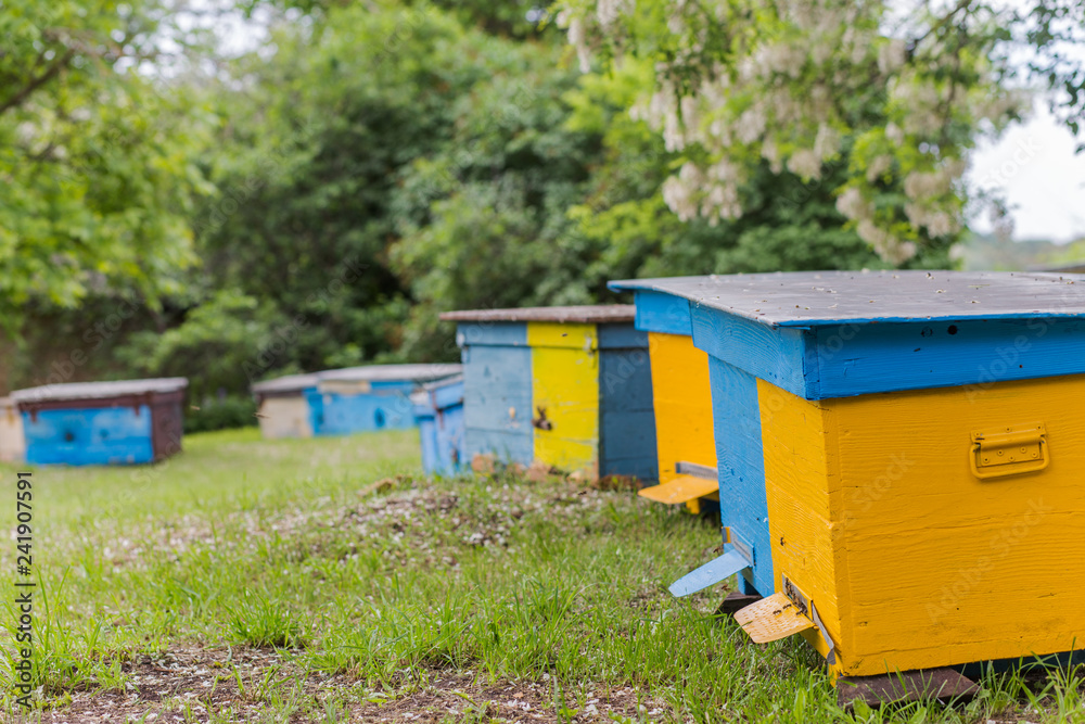 Yellow hives on apiary near house during flowering of acacia. first spring honey collection. Branches of black locust, Robinia pseudoacacia, false acacia. Yellow hives on apiary near house during flowering of acacia. first spring honey collection. Branches of black locust, Robinia pseudoacacia, false acacia.