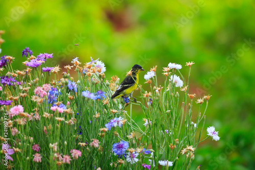 Lesser Goldfinch eats seeds from Bachelor's Buttons in a Utah garden