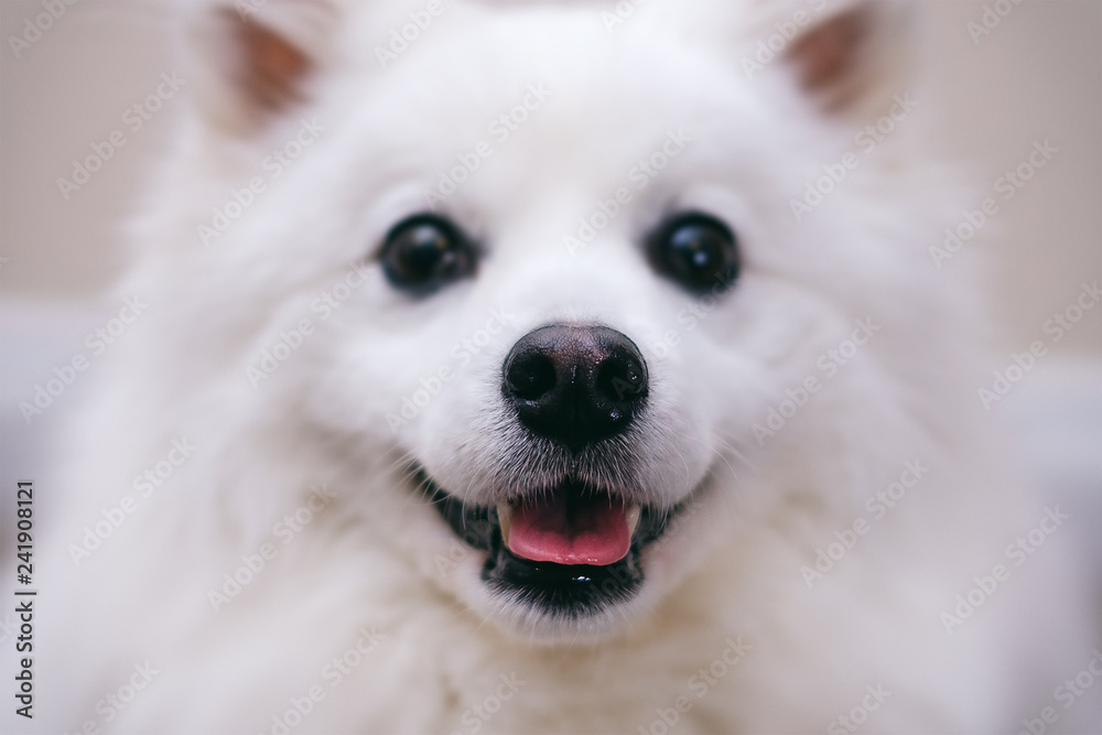 Close-up foto of a white dog with focus on the nose