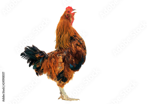 rooster crowing with a white background Fototapeta
