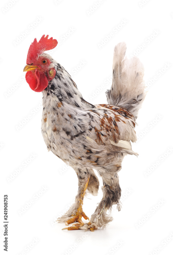 Fototapeta premium One small white cock.