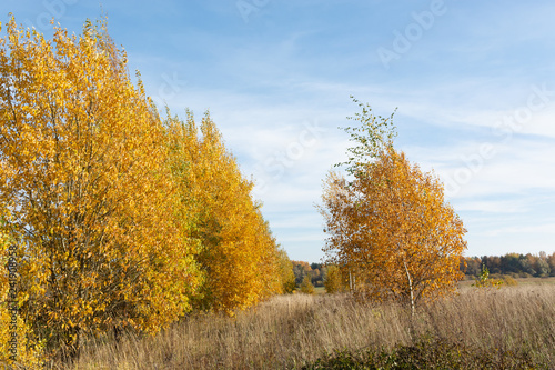 yellow tree in autumn in the countryside
