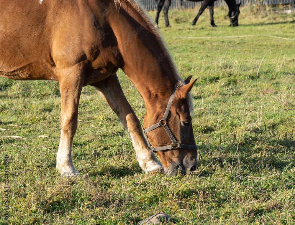 Fototapeta premium horse eating grass on the field