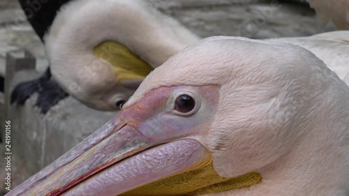 4K Extreme close up an eye of pelican photo