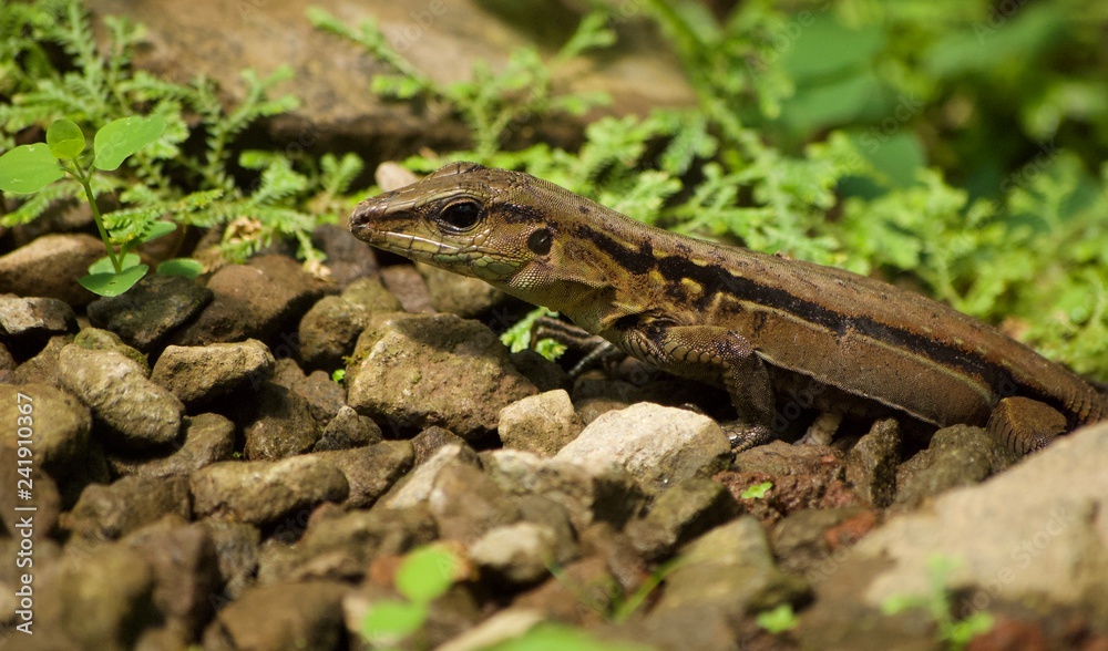 Fototapeta premium Costa rica Wildlife