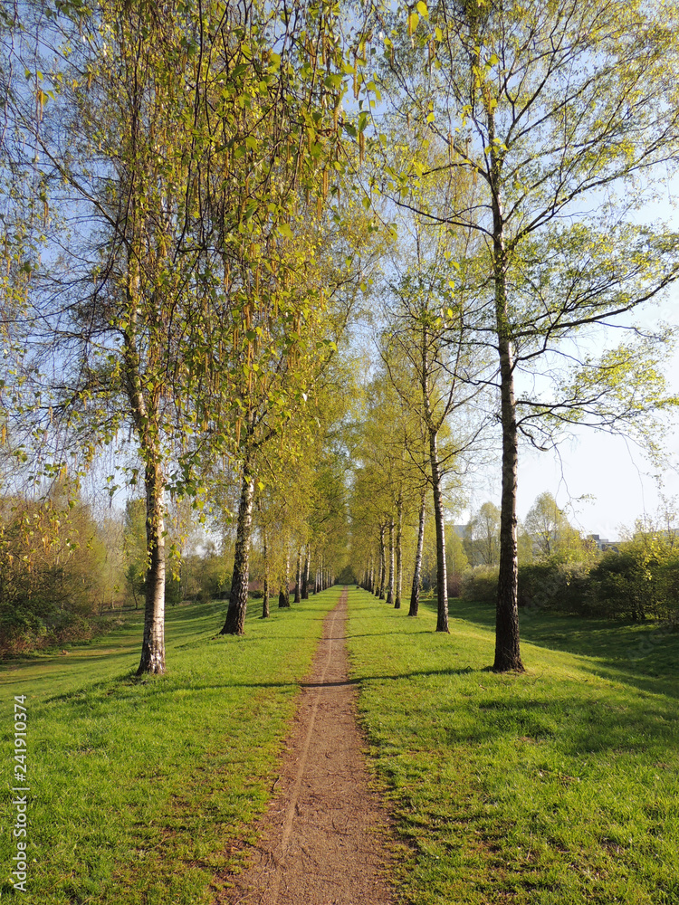 Birch Alley in the spring morning