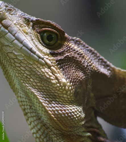 Costa rica Wildlife