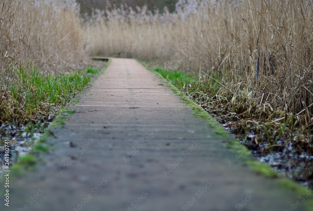 Fototapeta premium Den Bosch nature