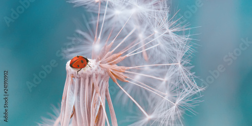 Spring flower natural image with a white dandelion and a small ladybug on a blue sky background, insect, artistic image, soft focus