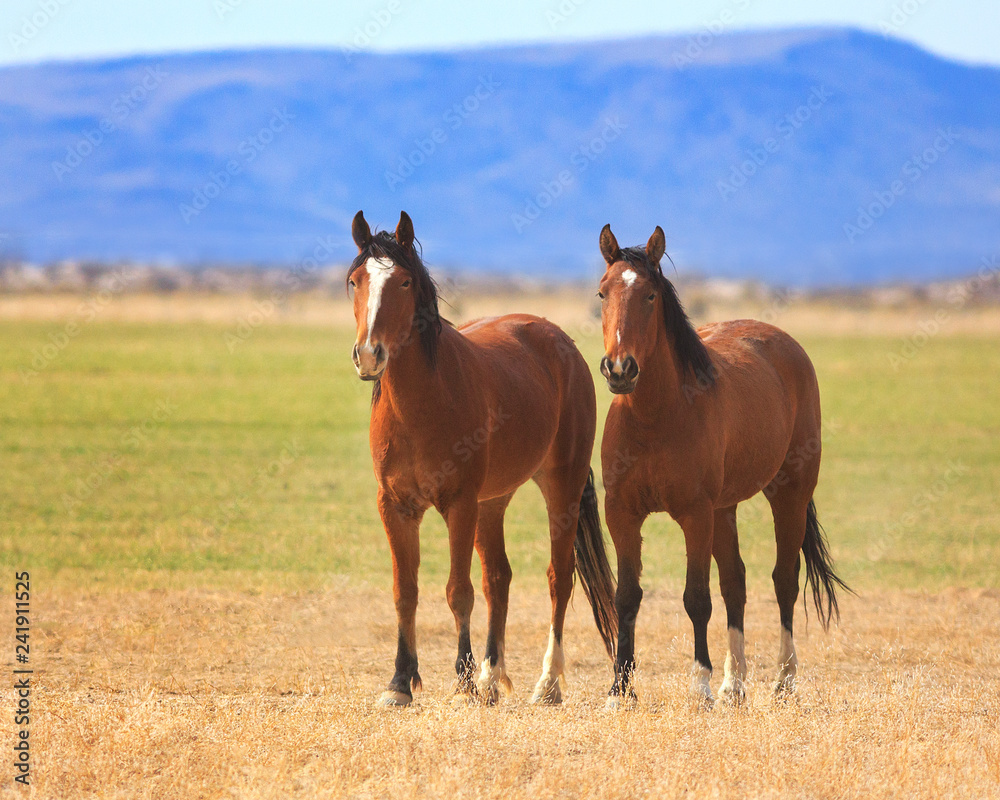 Two horses standing side by side in a Utah pasture Two horses standing side by side in a Utah pasture