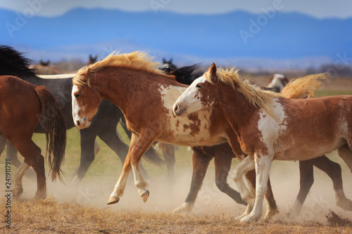 Wild Horses on a Utah ranch.