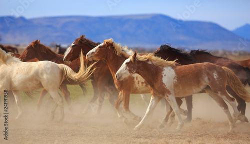 Running Horses on a Utah ranch