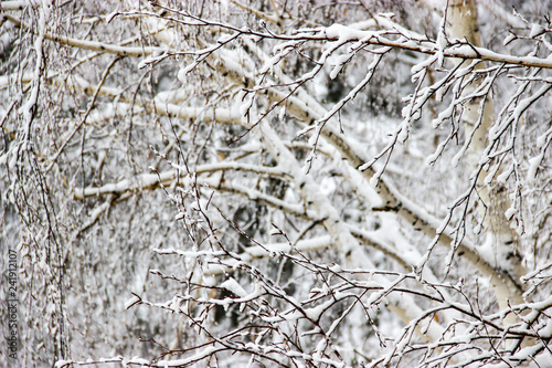 A winter day, a rural landscape frozen branches of trees covered with snow.