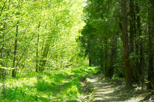 spring panorama of a scenic forest of trees with fresh green leaves and the sun casting its rays of light through the foliage © aarud