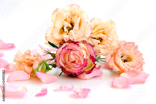 isolated light pink rose flower and petals laying on white