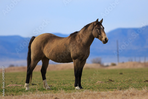 A dark grulla horse on a ranch in Utah © Maria Jeffs