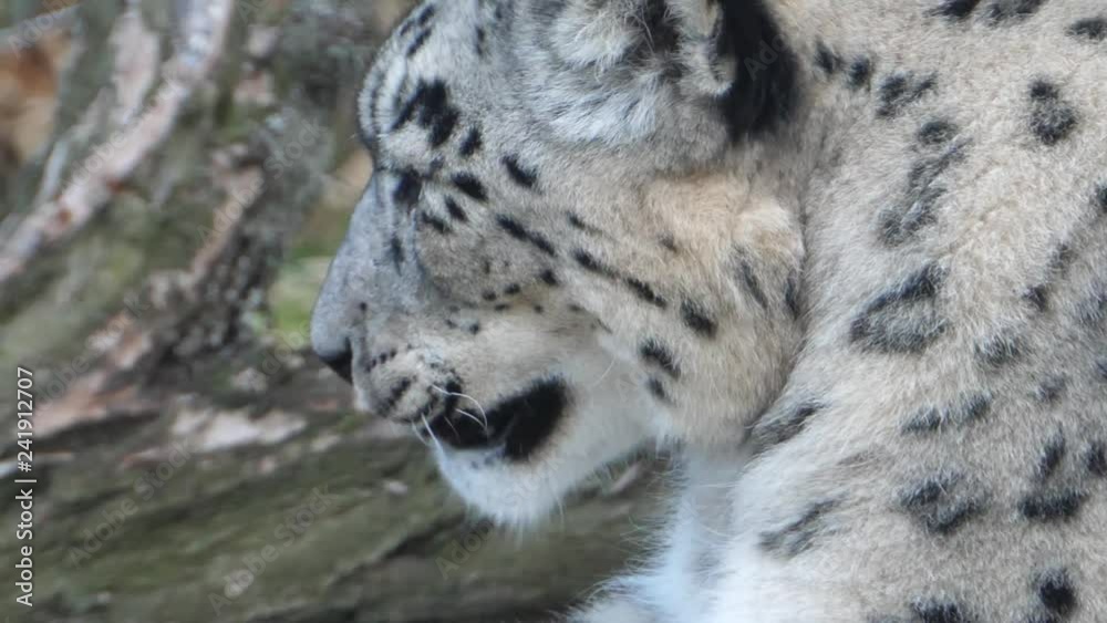 Close up of a snow leopards head, it is facing towards the left. It opens its mouth wide and yawns. Close up of a snow leopards head, it is facing towards the left. It opens its mouth wide and yawns.
