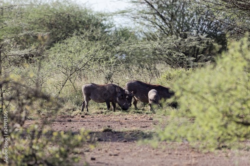 Common warthog  Phacochoerus africanus  in savanna bushes