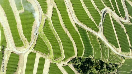 Aerial View over the Tea Leaf Farm, Kagoshima - Japan photo