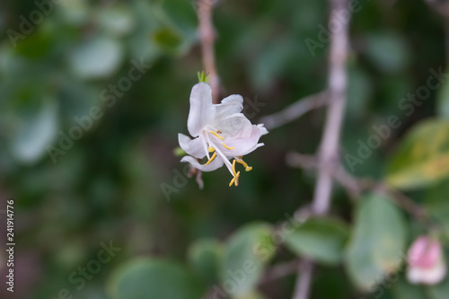 Fragrant Honeysuckle Flowers in Bloom in Winter photo