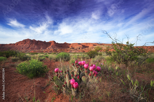 Prickly pear cactus blooms in the desert of southern Utah near St George