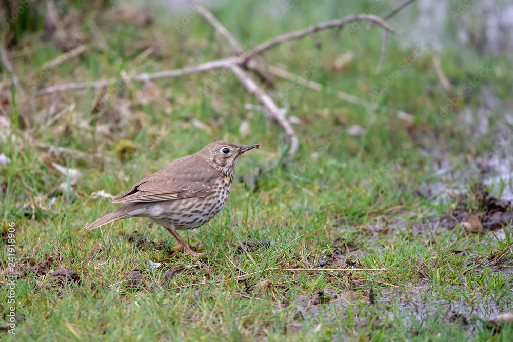 Çayır incirkuşu » Meadow Pipit » Anthus pratensis Çayır incirkuşu » Meadow Pipit » Anthus pratensis