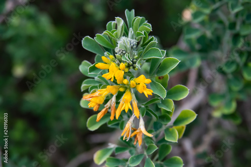 Photos Moon Trefoil Flowers in Bloom in Winter