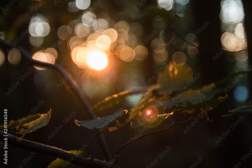 Junger Haselnusstrieb bei Sonnenuntergang im Wald