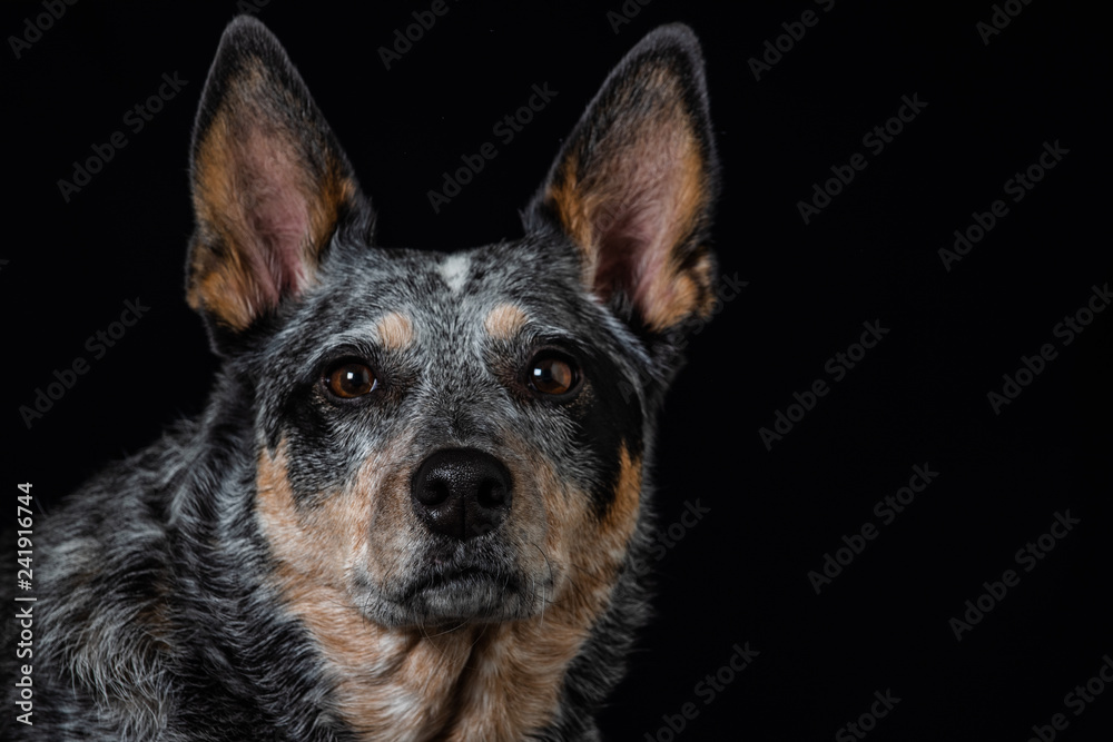 Studio portrait of a beautiful tri-coloured Blue Heeler Dog
