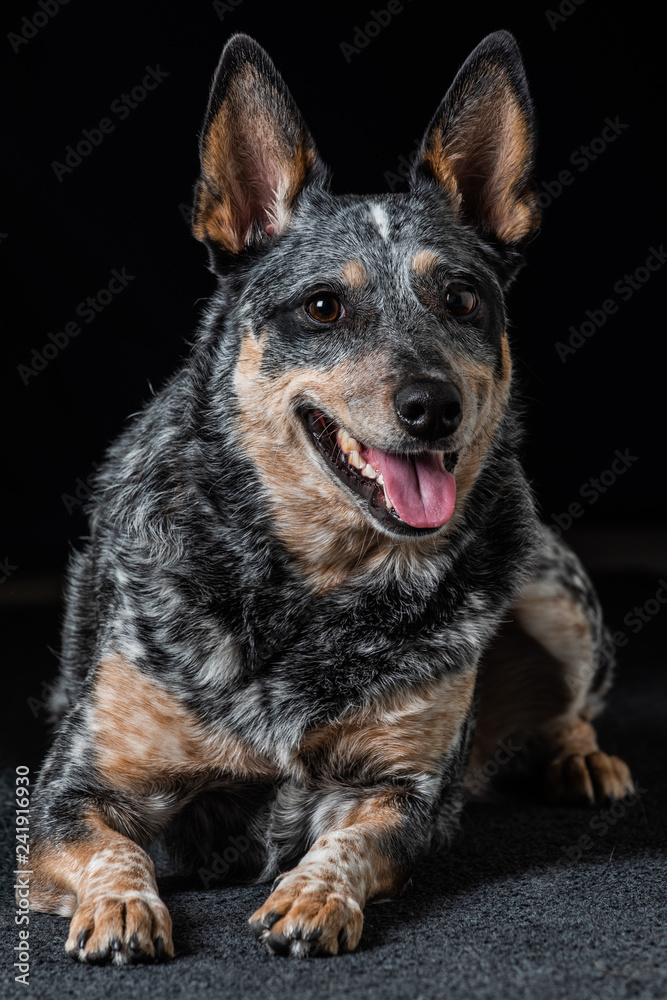Studio portrait of a beautiful tri-coloured Blue Heeler Dog Studio portrait of a beautiful tri-coloured Blue Heeler Dog