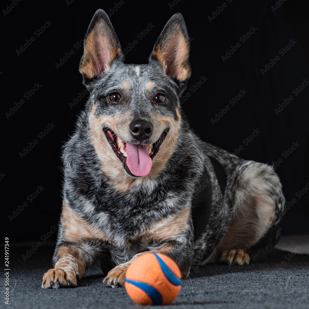 Studio portrait of a beautiful tri-coloured Blue Heeler Dog Studio portrait of a beautiful tri-coloured Blue Heeler Dog