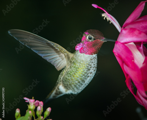 Male hummingbird with reflective feather
