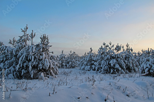 Beautiful winter landscape. Christmas trees in the snow at sunrise.