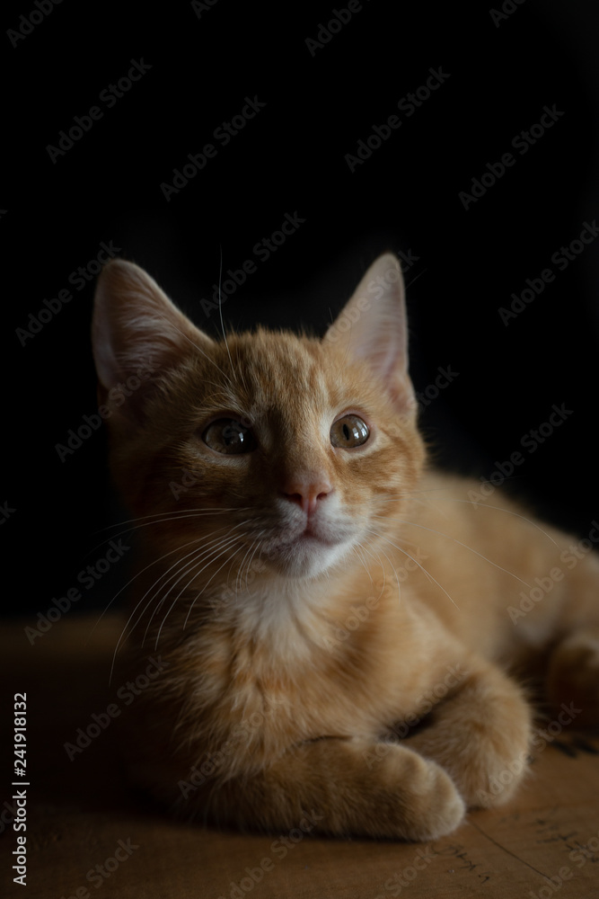 Kitten Portraits Kitten Portraits