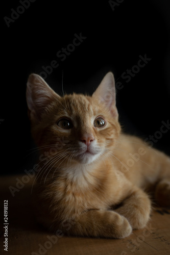 Kitten Portraits © Lisa