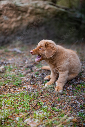 nova scotia duck tolling retriever puppy