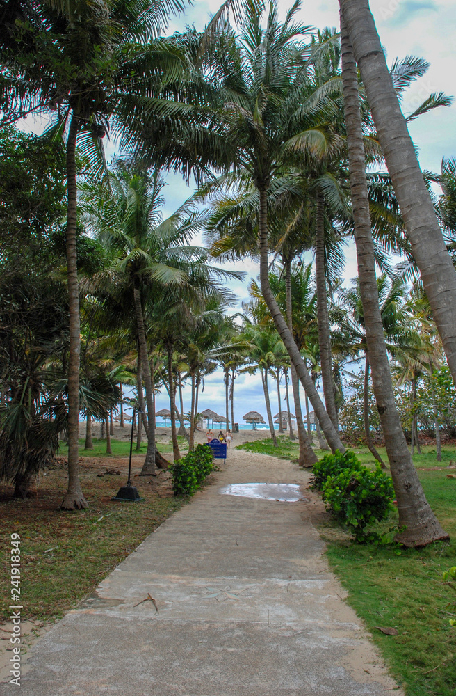 Access to the beach on the path through the palm