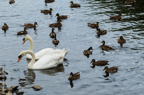 Swans between Ducks Schwäne zwischen Enten © pusteflower9024