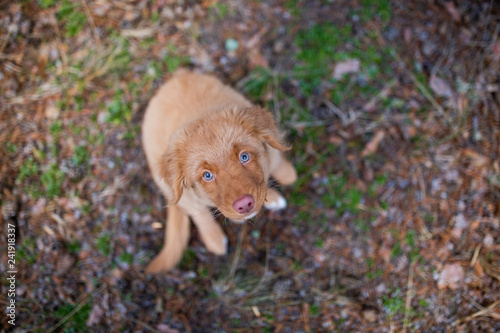 Nova Scotia Duck Tolling Retriever puppy