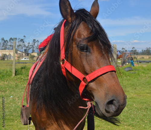 Caballo café  photo