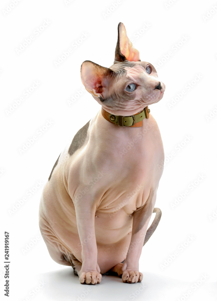 Sphynx collars hot sale