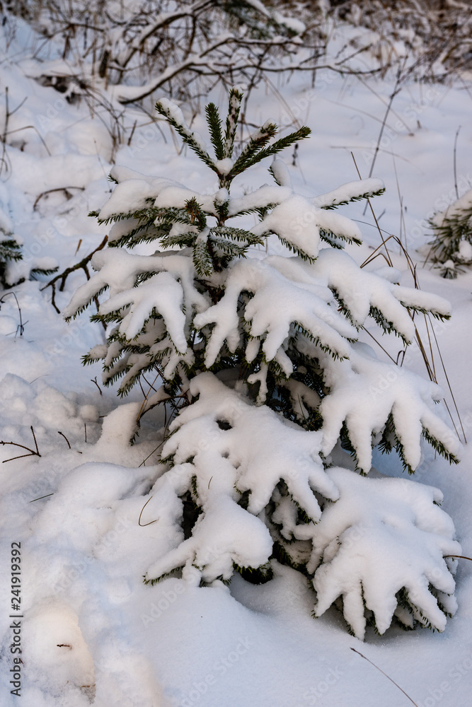 Winter day, after snowfall. Little snow-covered spruce in young plant.