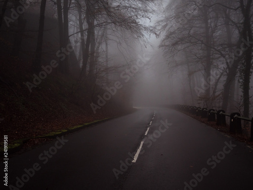 road with fog between trees © Fran Now