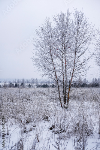 Wallpaper Mural The image of a tree tips with the snow Torontodigital.ca