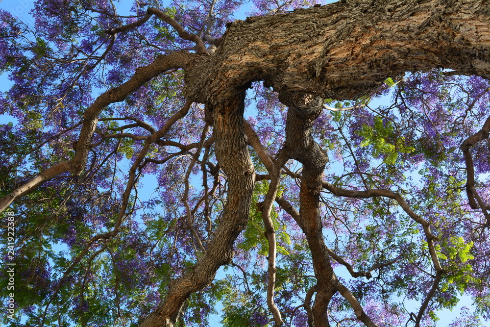 Obraz premium Lush tree top seen from below