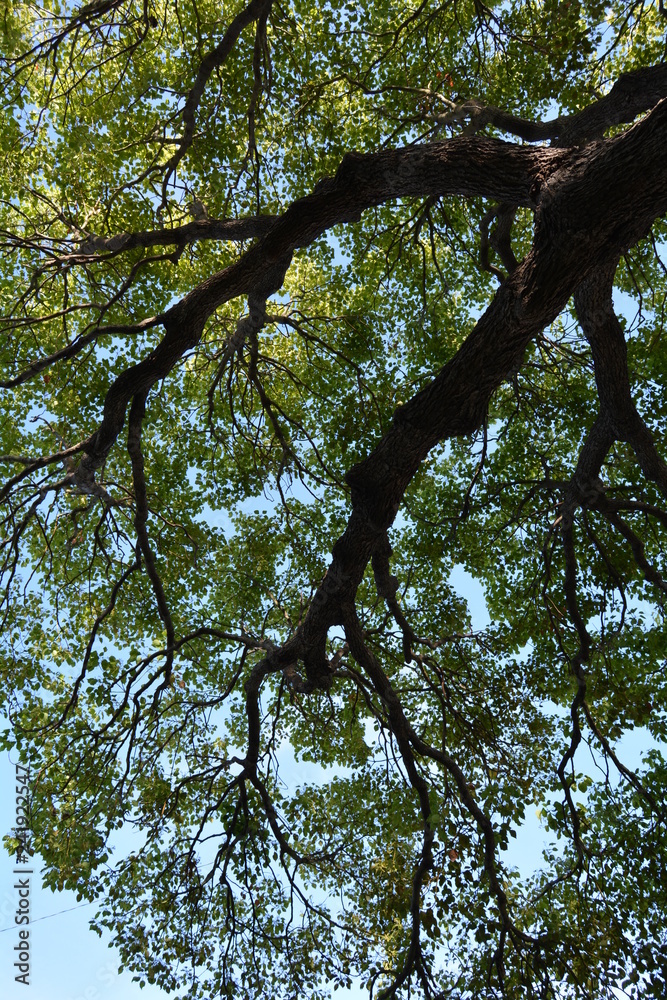 Obraz premium Lush tree top seen from below