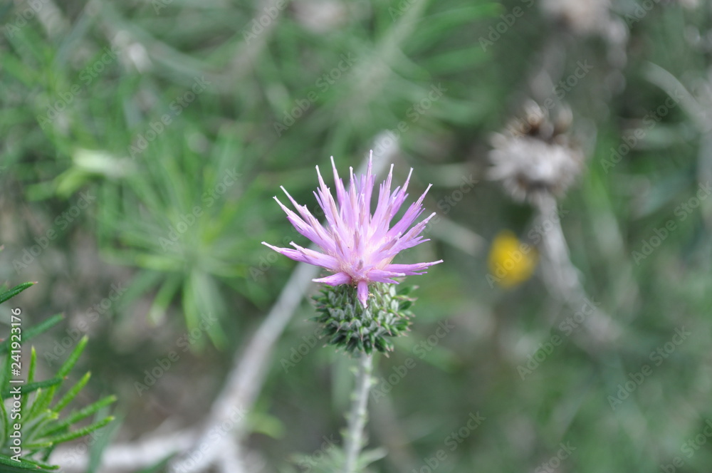 The beautiful Onopordum acanthium flower in garden The beautiful Onopordum acanthium flower in garden